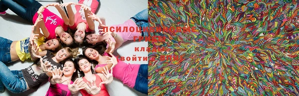 PSILOCYBIN Алексеевка